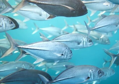 Omega-3 and Omega-6 fish image