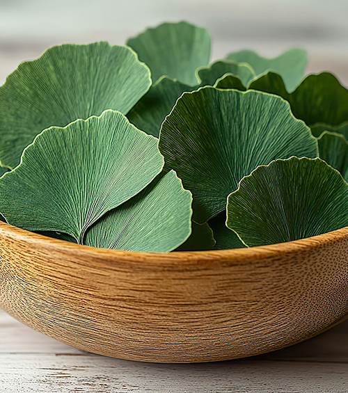 Panax ginseng (G115®) and Ginkgo biloba (GK501®)