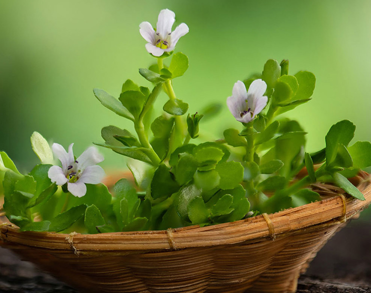 Brahmi (Bacopa monnieri)