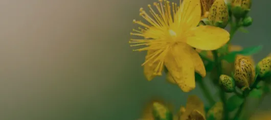 Navigating the World of Natural Medicines